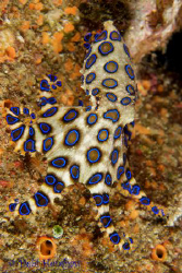 Blue Ringed Octopus. No cropping straight out of the came... by Debi Henshaw 